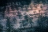 Dreamland